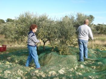 Olive picking